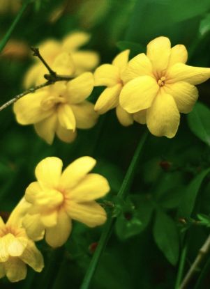 Picture of Yellow Jasmine