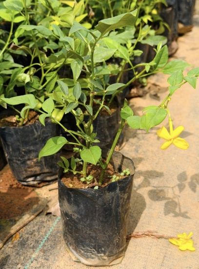Picture of Yellow Jasmine