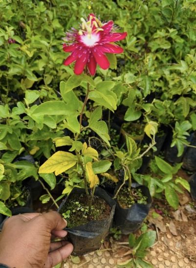 Picture of Passion flora - Red