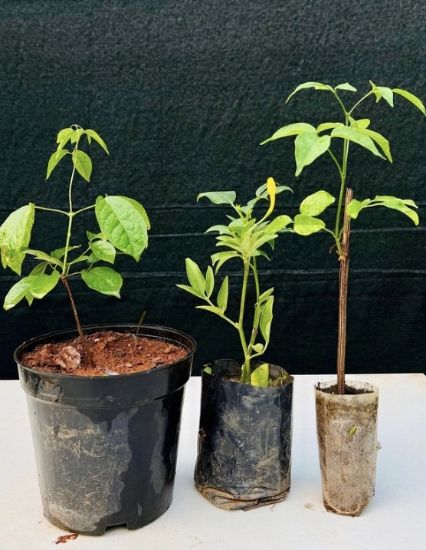 Picture of Creeper Plants Combo- 3 Plants - Cat’s claw, Ottumulla, Yellow Jasmine