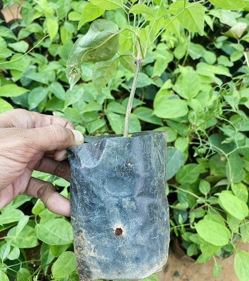 Picture of Flame Vine -  Ottumulla - Medium size