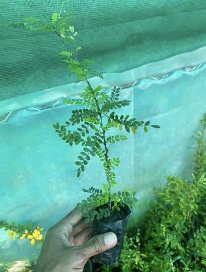 Picture of Cassia Biflora - Flowering Plant- Small