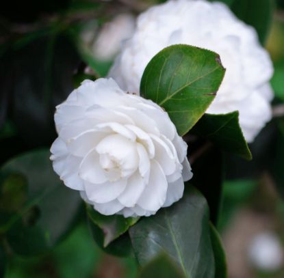 Picture of Camellia - White - Medium Size Plant