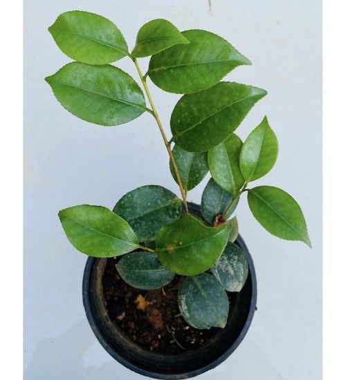 Picture of Camellia - Red- Medium Size Plant