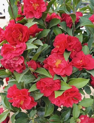 Picture of Camellia - Red- M