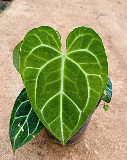 Picture of Anthurium Crystallinum - Leaf Anthurium