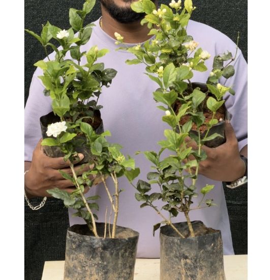 Picture of Jasmine combo - Nadan Thattu Mulla - 2 Plants
