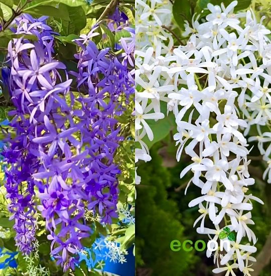 Picture of Petria - 2 Color combo- White, Violet - medium size