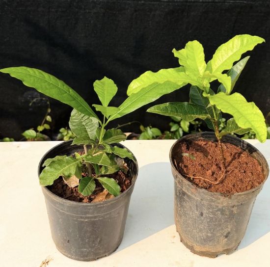 Picture of Petria - 2 Color combo- White, Violet