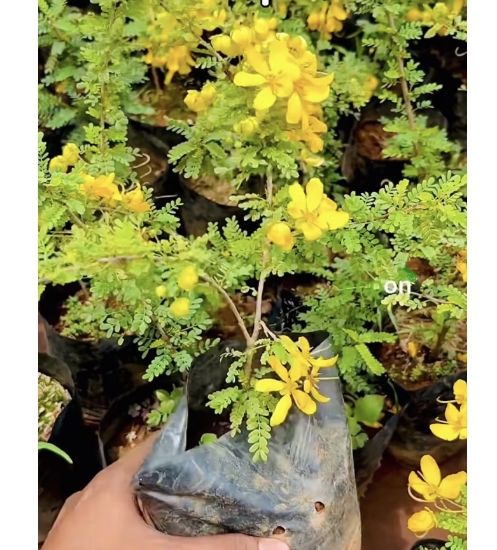 Picture of Cassia Biflora - Flowering Plant- medium size