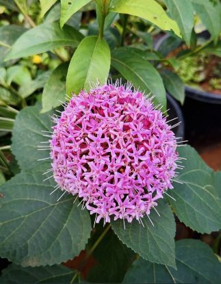 Picture of Rose Glory - small plant