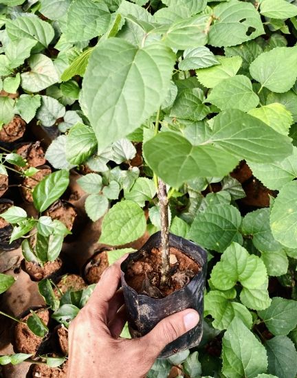 Picture of Rose Glory - small plant