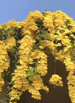 Picture of Cat's Claw Creeper -  small size