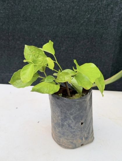 Picture of Cat's Claw Creeper -  small size
