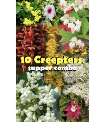Picture of Creeper Plants combo -10 Plants- Manimulla, Bridal bokeh yellow, cat’s claw, Bridal bokeh white, Tecoma verigated, Tecoma white, Yellow jasmine, Passion flora, Lady Shoe( Verigated), Bleeding Heart.