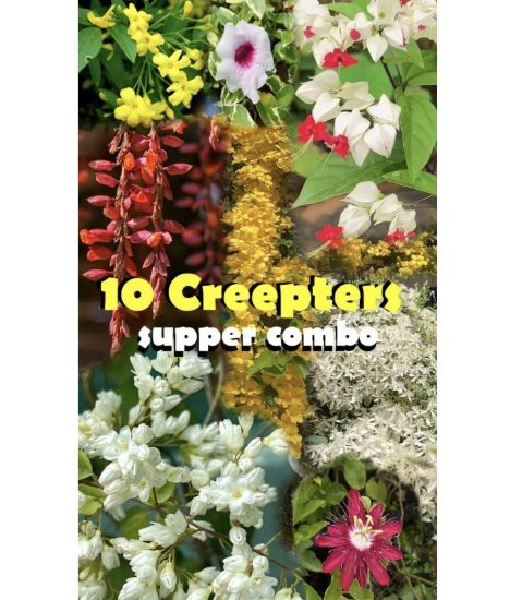 Picture of Creeper Plants combo -10 Plants- Manimulla, Bridal bokeh yellow, cat’s claw, Bridal bokeh white, Tecoma verigated, Tecoma white, Yellow jasmine, Passion flora, Lady Shoe( Verigated), Bleeding Heart.