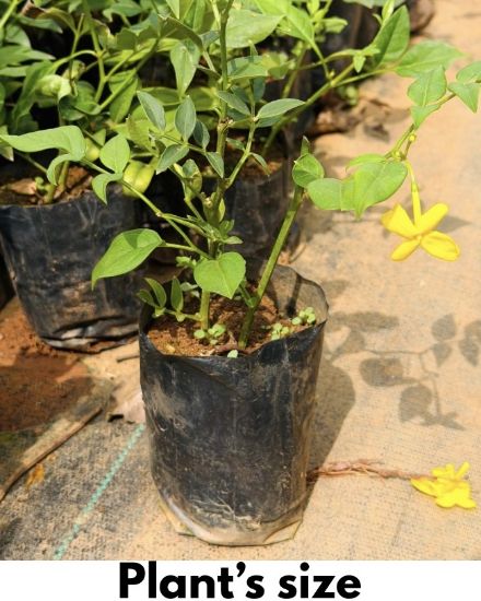 Picture of Creeper Plants combo -10 Plants- Manimulla, Bridal bokeh yellow, cat’s claw, Bridal bokeh white, Tecoma verigated, Tecoma white, Yellow jasmine, Passion flora, Lady Shoe( Verigated), Bleeding Heart.