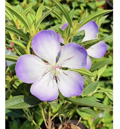 Picture of Melastoma - New