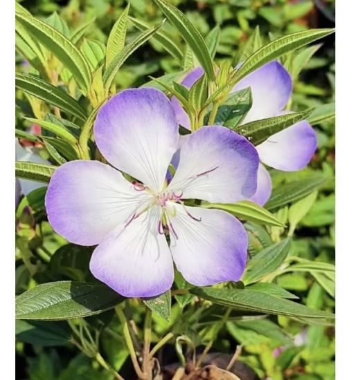 Picture of Melastoma - New