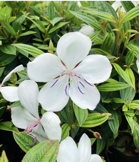 Picture of Melastoma - White - Mother plant