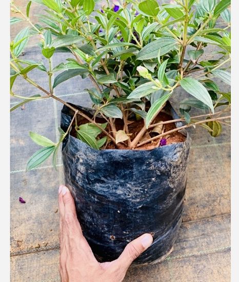 Picture of Melastoma - White - Mother plant
