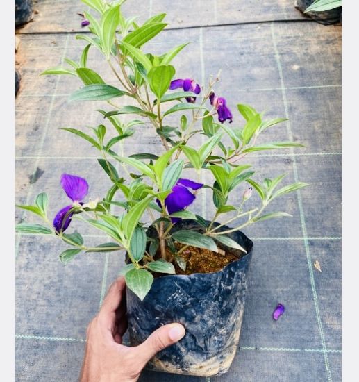 Picture of Melastoma - Purple - Medium size