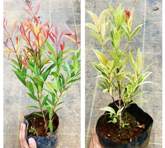 Picture of Eugenia - Combo offer - 2 plants