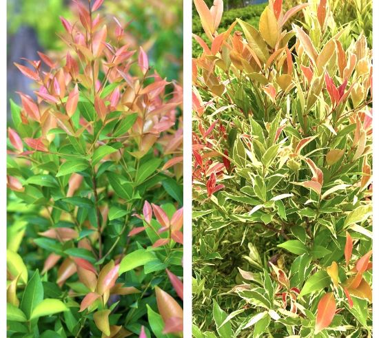 Picture of Eugenia - Combo offer - 2 plants