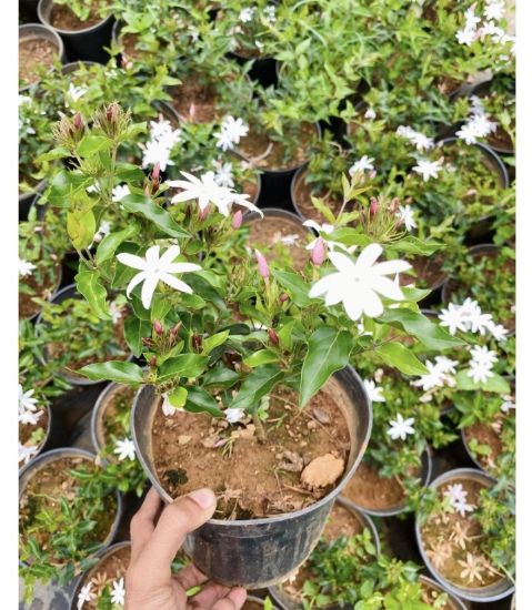 Picture of Star Jasmine - Kakkada mulla