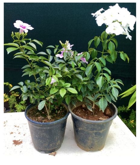 Picture of Tecoma combo offer - creeper - medium size