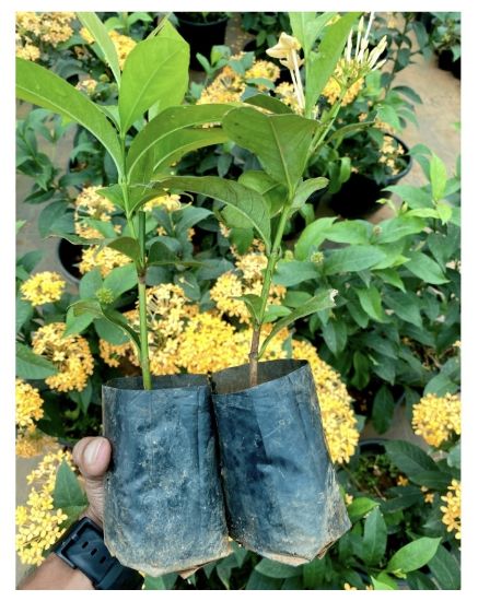 Picture of Thechi/Chethi -orange yellow -