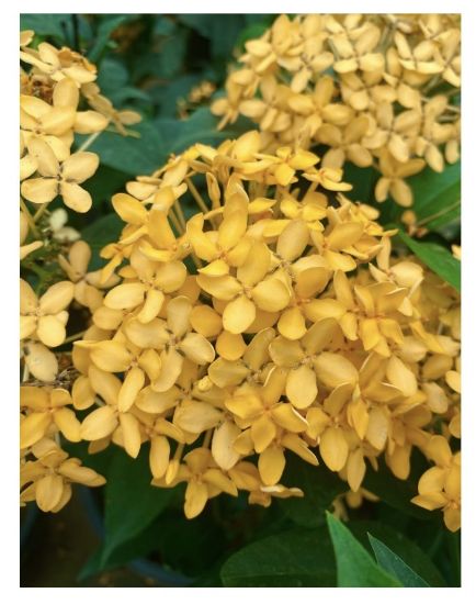 Picture of Thechi/Chethi -orange yellow -