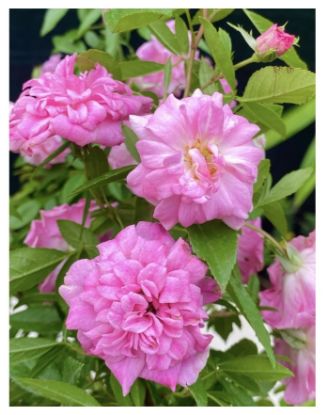 Picture of Orchid Rose