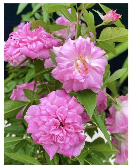 Picture of Orchid Rose