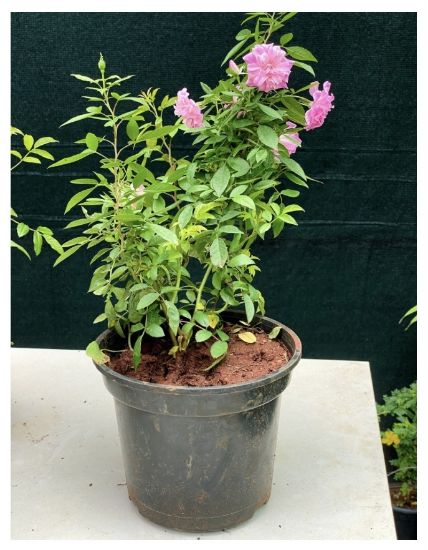 Picture of Orchid Rose