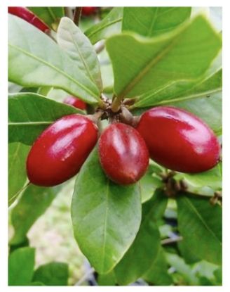 Picture of Miracle fruit plant