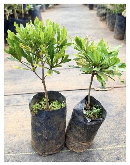 Picture of Miracle fruit plant