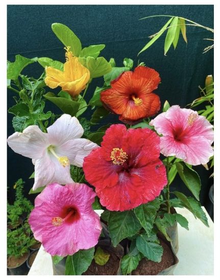Picture of Chembarathi combo - Hibiscus - Hybrid - 4 colors