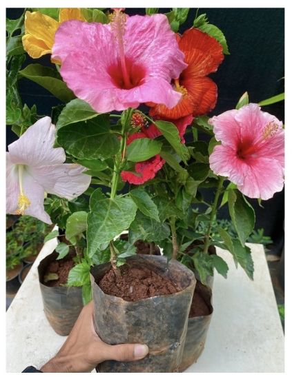 Picture of Chembarathi combo - Hibiscus - Hybrid - 7 colors