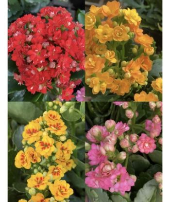 Picture of Kalanchoe Combo- 4 color- Single Shot Plants