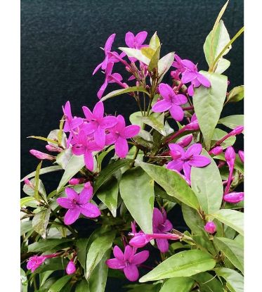 Picture of Violet jasmine - 2 plants Combo