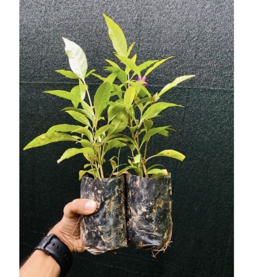 Picture of Violet jasmine - 2 plants Combo