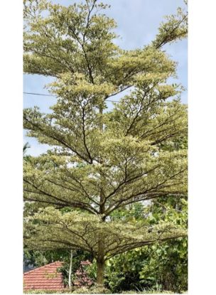 Picture of Terminalia verigated plant