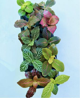 Picture of Fittonia -Compo - 10 Jiffy plants -10 Diffrent colors