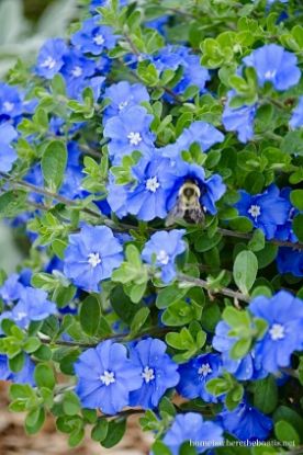 Picture of Dwarf Morning Glory