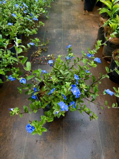 Picture of Dwarf Morning Glory