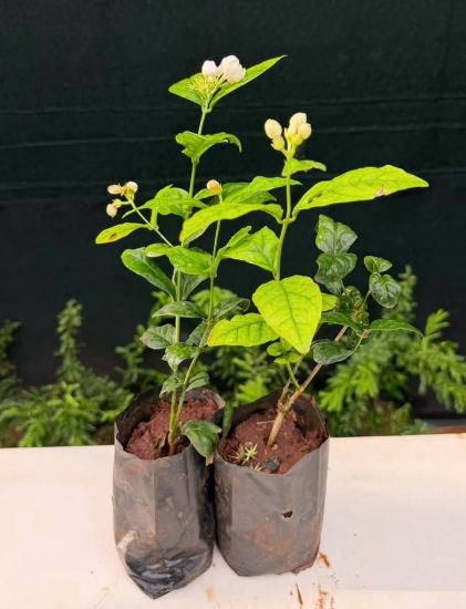 Picture of Arabian Jasmine - combo - 2 Plants