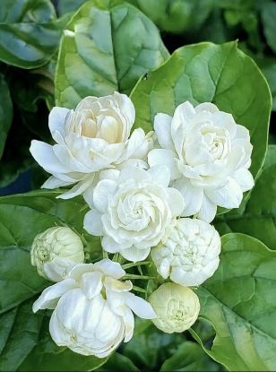 Picture of Arabian Jasmine - combo - 2 Plants