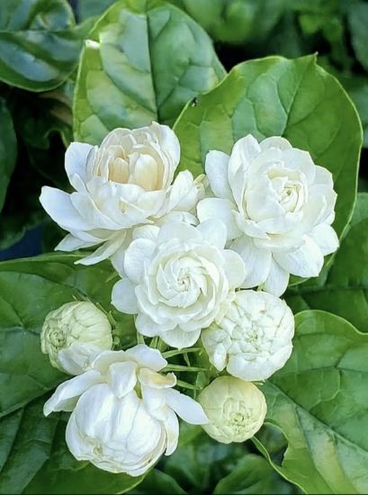 Picture of Arabian Jasmine - combo - 2 Plants