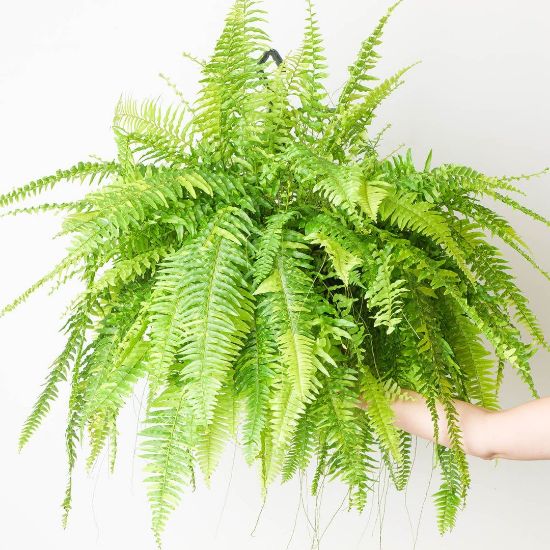 Picture of Golden fern